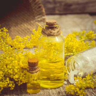 Extracto de tallo de vara de oro